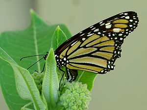 Monarch