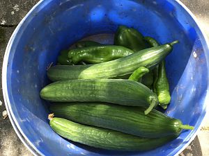 Ernte Salatgurken und Paprika