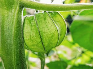 Physalis Kapstachelbeere