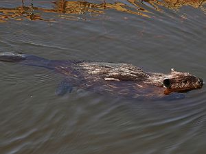 Biber schwimmend