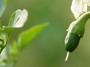 Jalapeno Yellow