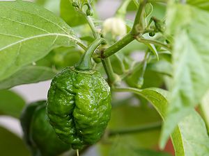 Scotch Bonnet Brain