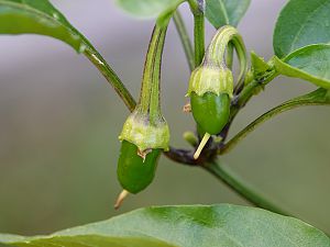 Jalapeno