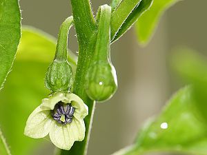 F2 Scotch Bonnet Olive