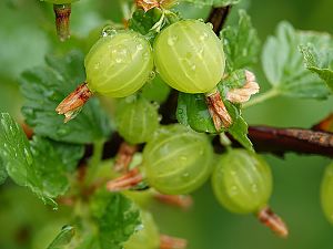 Stachelbeeren