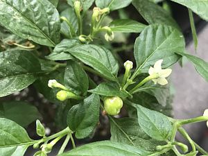 Aji Charapita erste Beeren