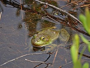 Bullfrog / Ochsenfrosch