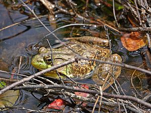 Bullfrog / Ochsenfrosch