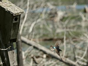 Sumpfschwalbe Flug