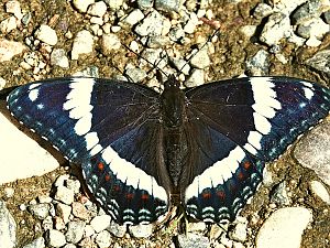 White Admiral