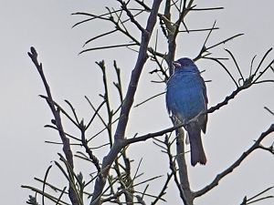 Indigo bunting / Indigofink