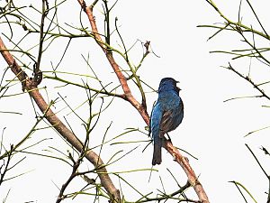 Indigo Bunting