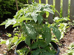 Dwarf Tomate