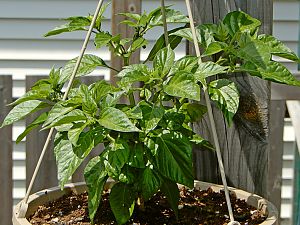 F2 Scotch Bonnet Olive