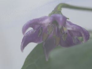 20180617-rocoto-p360-HM6C2981