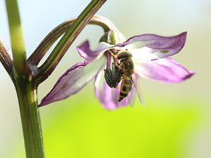 20180615-serrano-purple-schwebfliege-HM6C2951