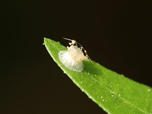 20180615-parasitierte-blattlaus-HM6C2931-crop