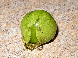 Tomatillo