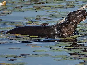 Otter_3