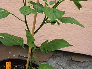 Santorini Episkopi Gonia