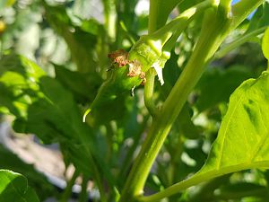 Trinidad Scorpion Green