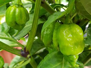 Carolina Reaper