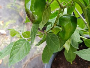 Large Red Rocoto