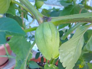 Physalis Purple Ansatz 1