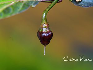 Cheiro Roxa