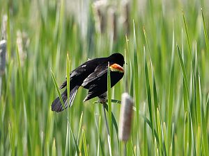 Red-winged blackbird / Rotschulterstärling