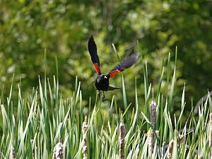 Red-winged blackbird / Rotschulterstärling
