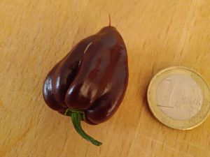 Habanero Chocolate Verkostung 1