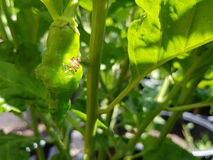 Trinidad Scorpion Green