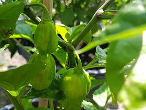 Carolina Reaper