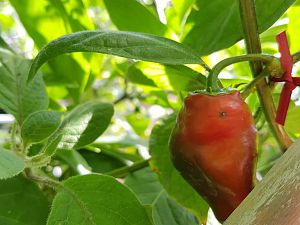 Large Red Rocoto