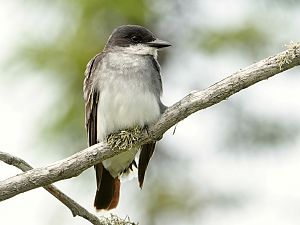 Eastern Kingbird / Königstyrann