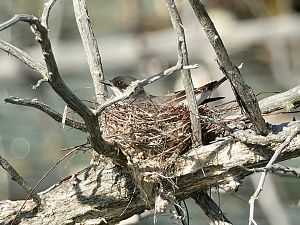 Eastern Kingbird / Königstyrann