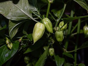 180626_Fatalii_White_1