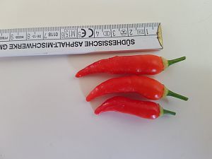 Aji Omnicolor