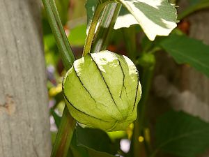 Tomatillo