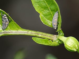 Marienkäfer Larven