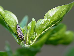 Marienkäfer Larve