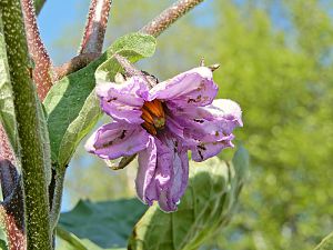 Rosa Bianca Aubergine