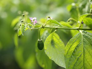 20180629-rocoto-cuencano-HM6C3077