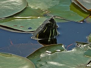 Schildkroete