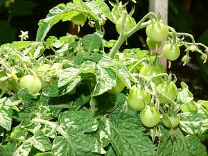 Tiny Tim Tomate