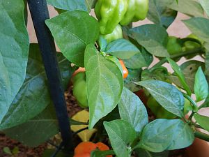 Habanero