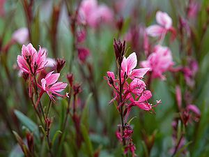 Gaura Lindheimeri / Prachtkerze