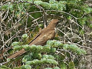 Black-billed Cuckoo / Schwarzschnabelkuckuck