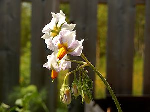 Kartoffelblüte